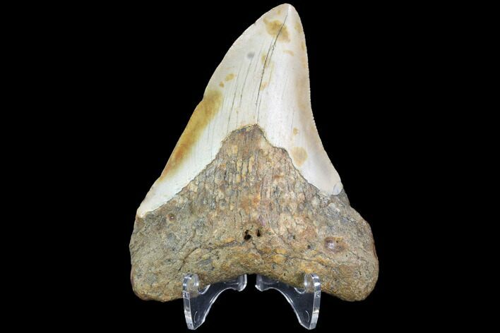 Bargain, Fossil Megalodon Tooth - North Carolina #101249